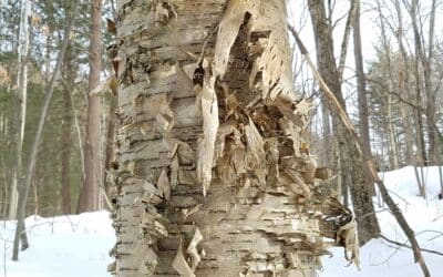 Betula alleghaniensis-Yellow birch