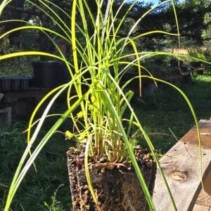 Carex vulpinoidea (Fox tail sedge) Plugs!
