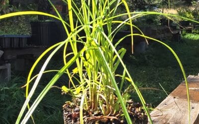 Carex vulpinoidea (Fox tail sedge) Plugs!