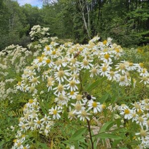 Doellingeria umbellata-Tall white aster