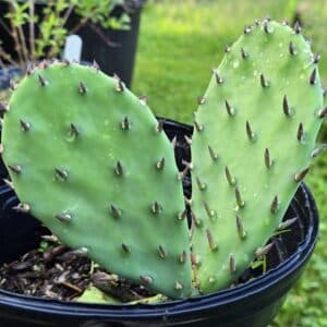 Opuntia humifusa-Eastern prickly pear cactus