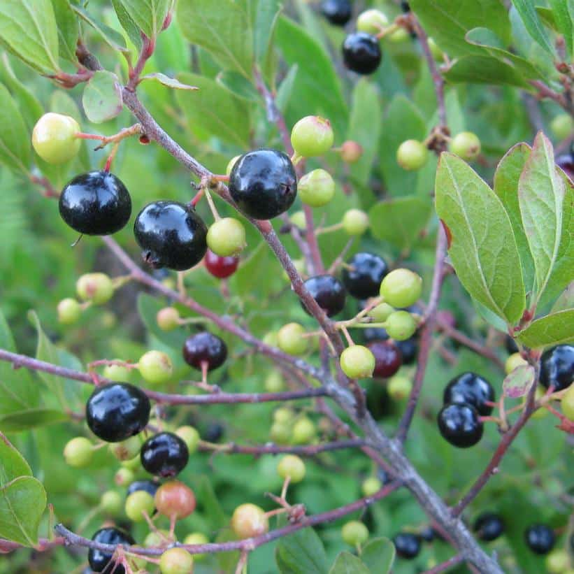 Gaylussacia baccata-Black huckleberry - Image 2