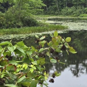 Alnus rugosa-Speckled alder