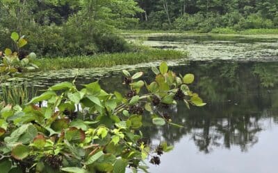 Alnus rugosa-Speckled alder